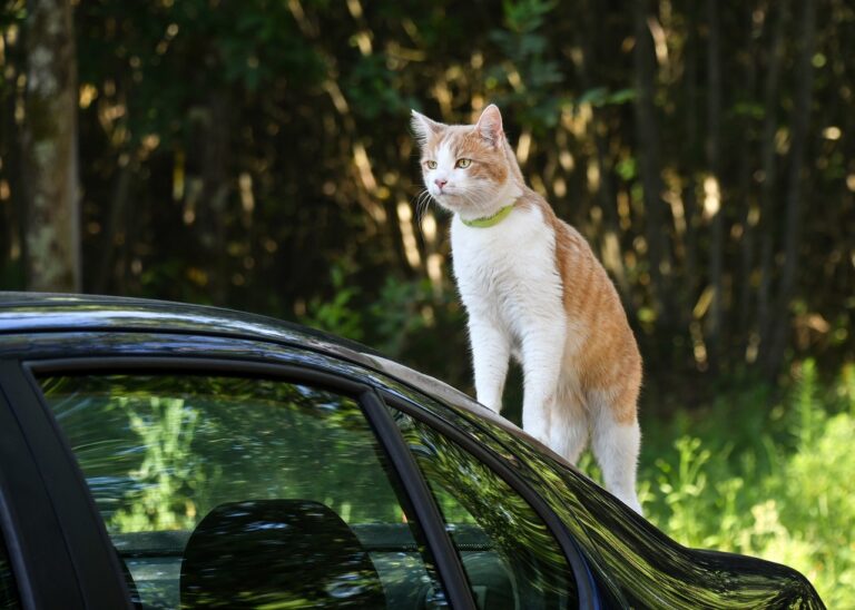 Wpływ Tesli na przemysł motoryzacyjny